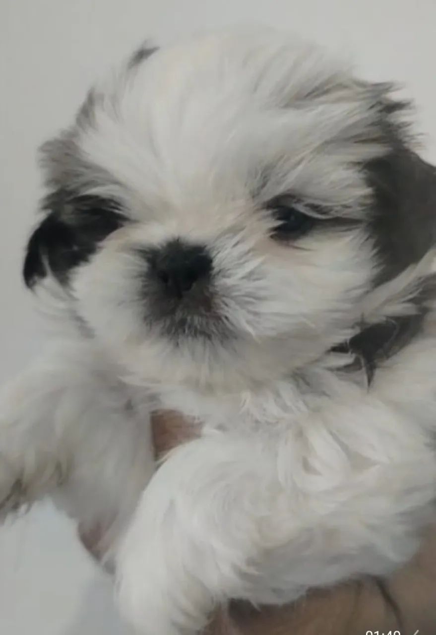Shtzo mini  - Foto 3