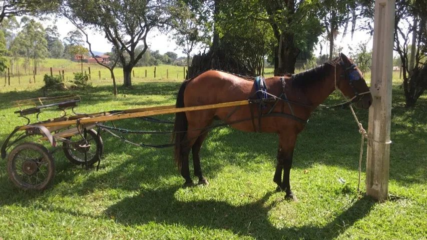 Vende-se Charrete perfeito estado