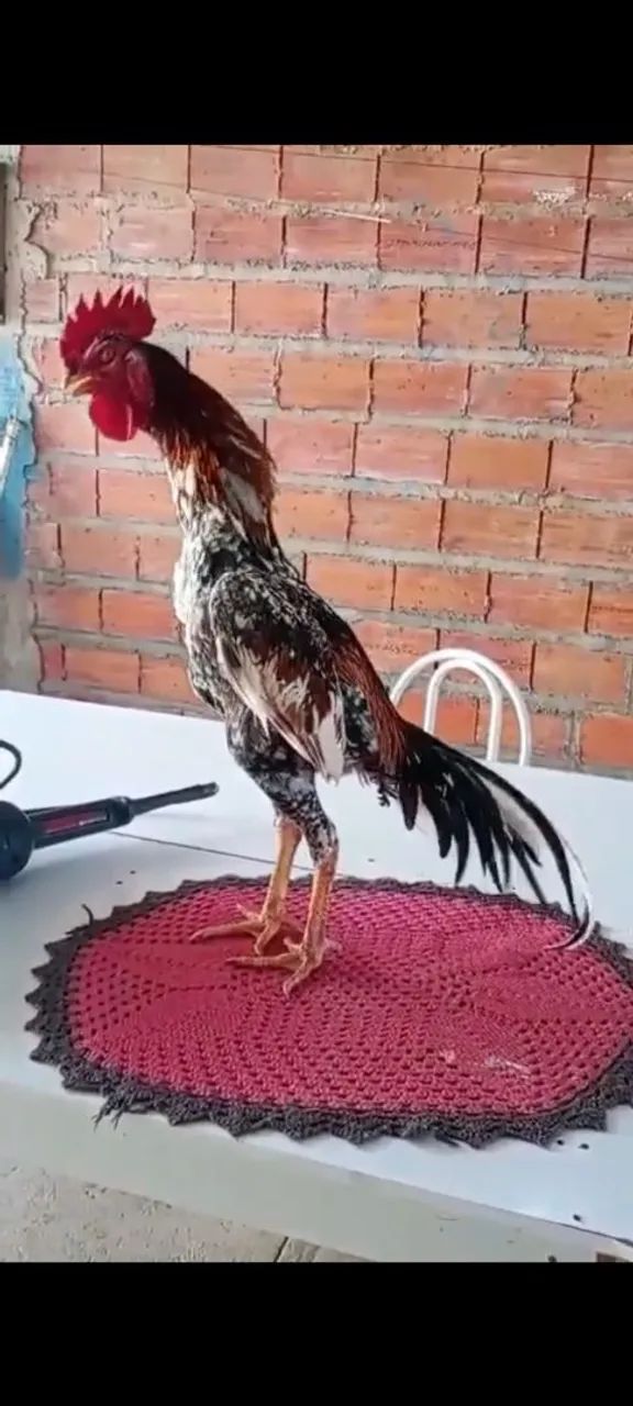 Galo 