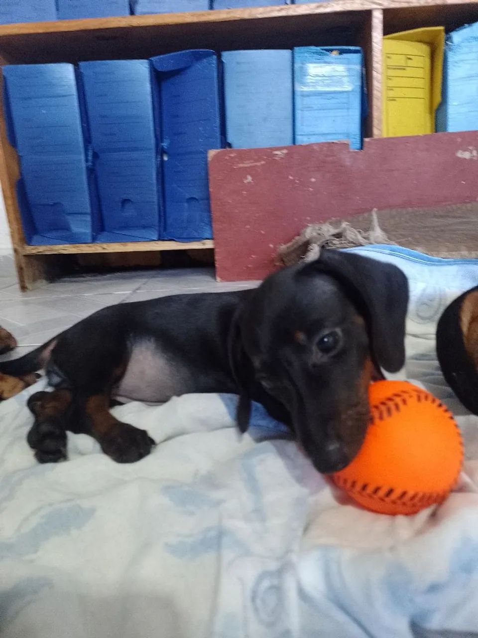Cachorra Salsicha.  - Foto 3