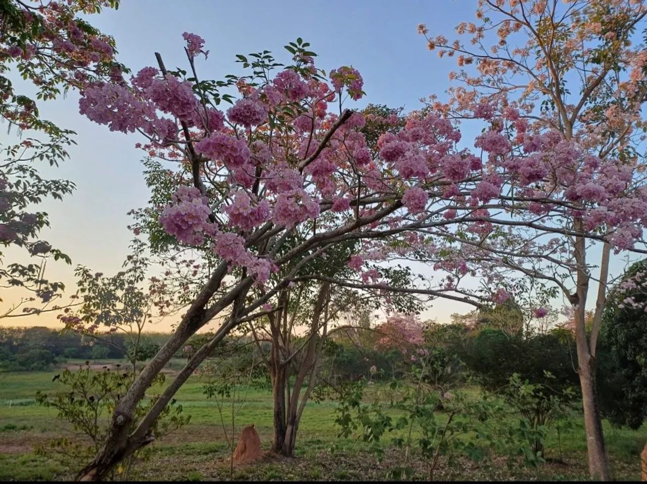 Casa em vila da eletronorte  - Foto 2