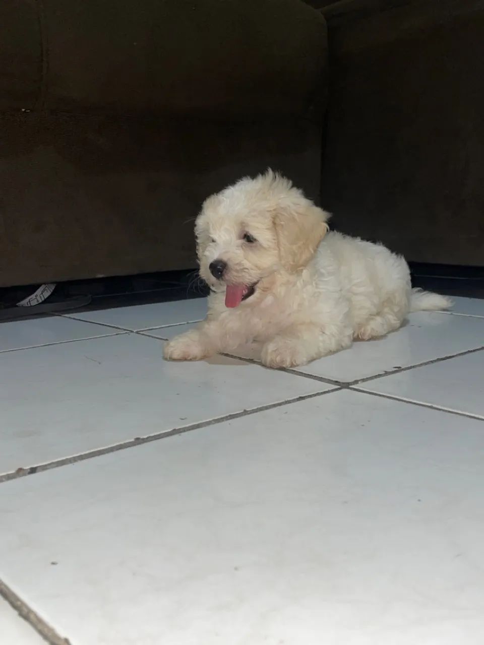 Cachorro 