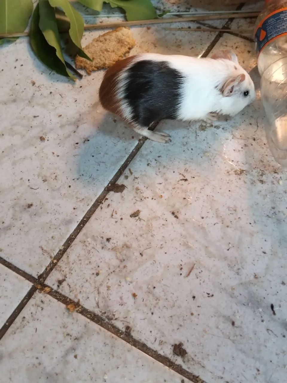 Porquinho da índia  - Foto 2