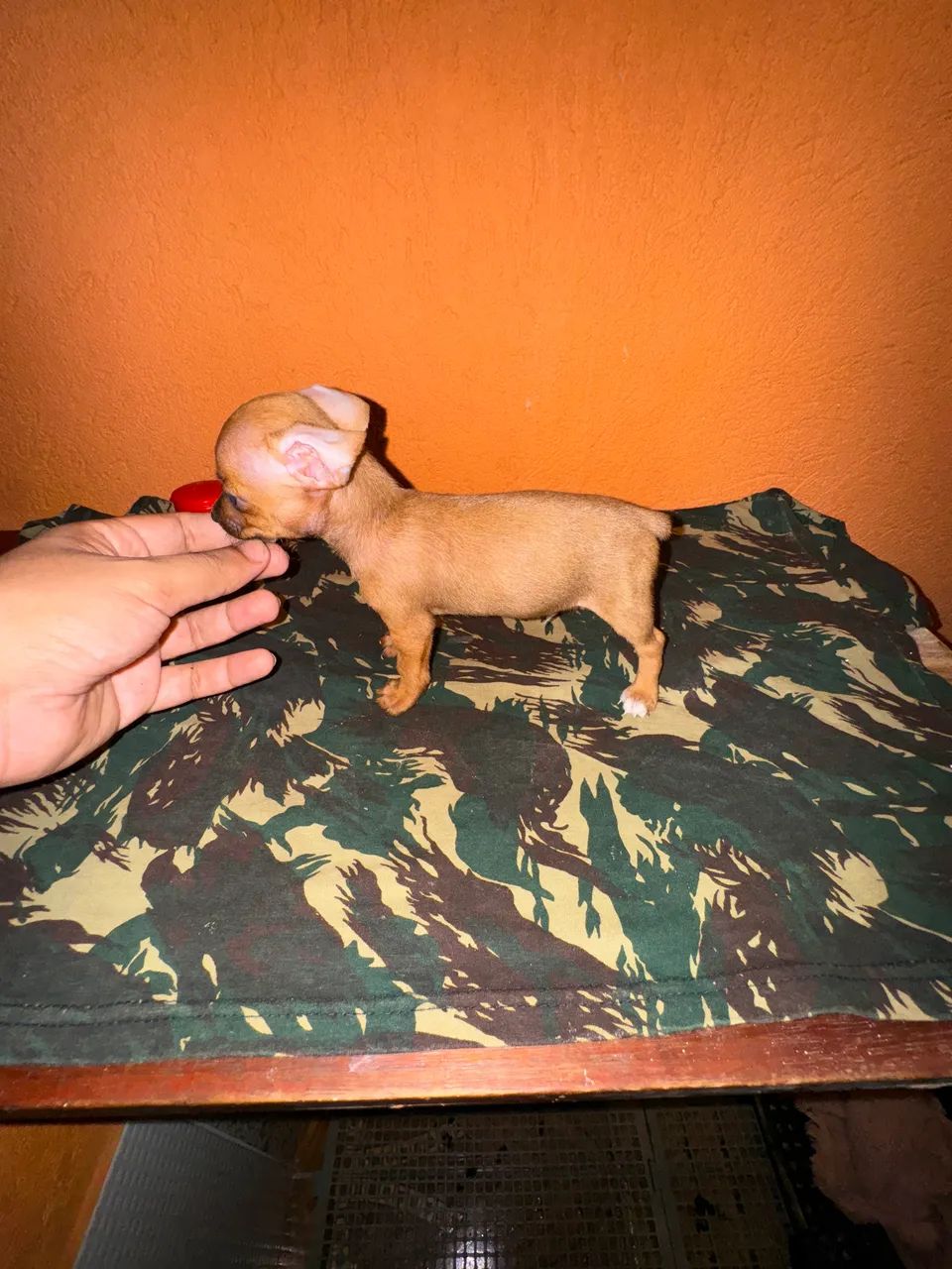 Pinscher zero/micro alta qualidade  - Foto 2