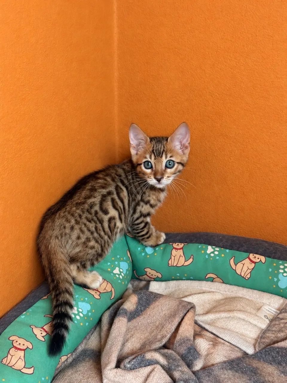 Bengal  - Foto 3