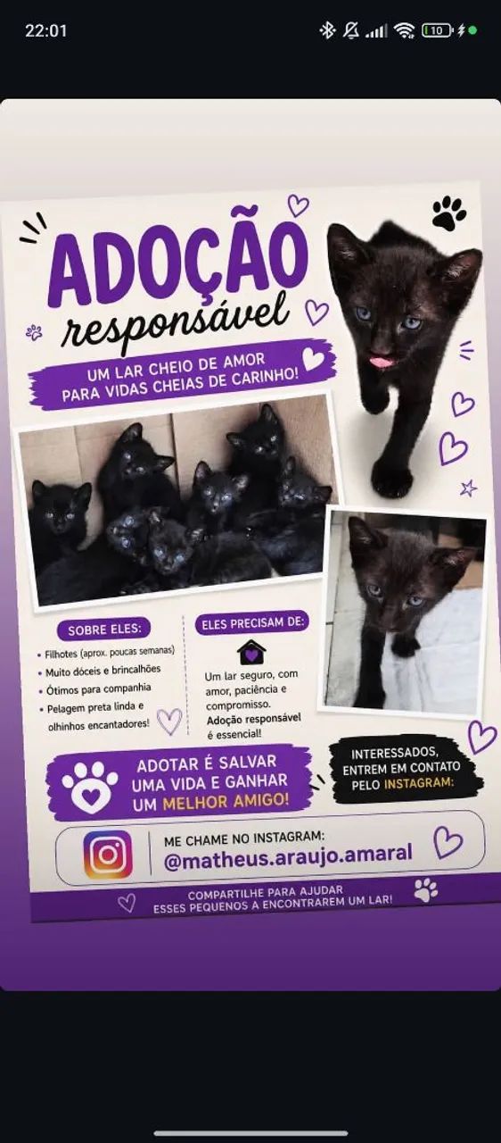 Gatinhos