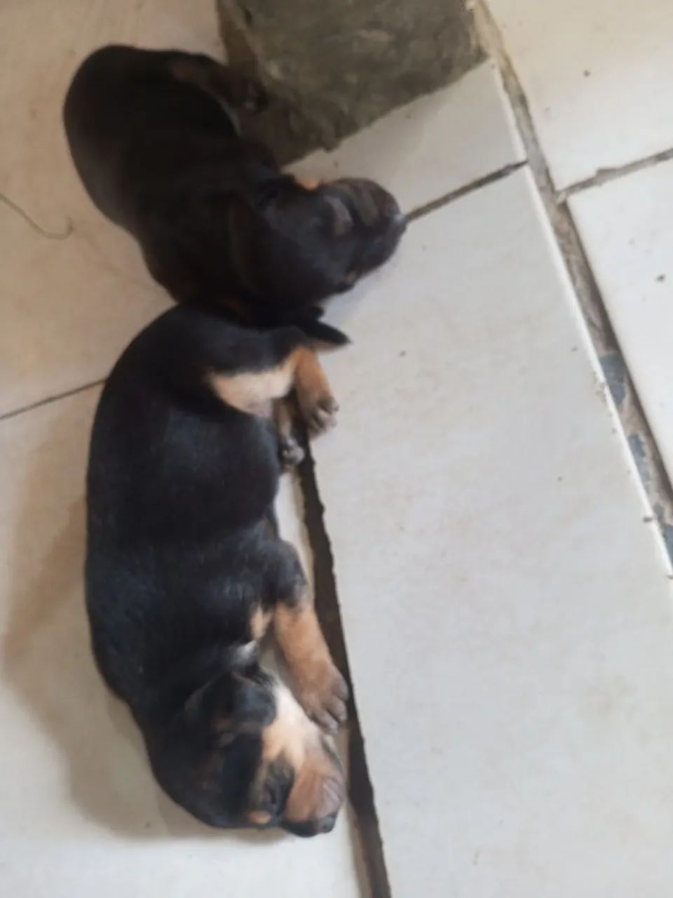 Doguinho pra doar - Foto 2
