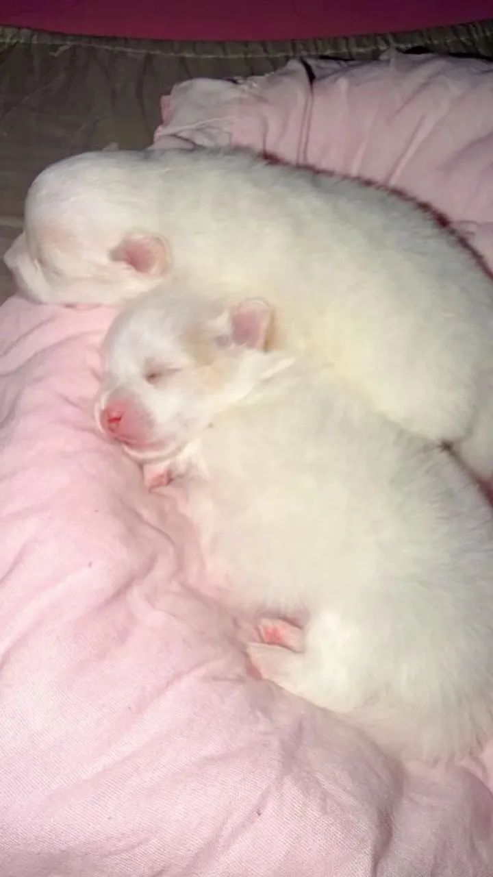 Spitz alemão anão  - Foto 3
