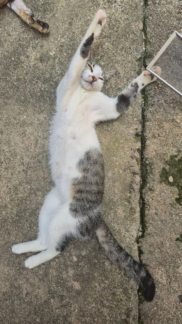 Gata para adoção  - Foto 3