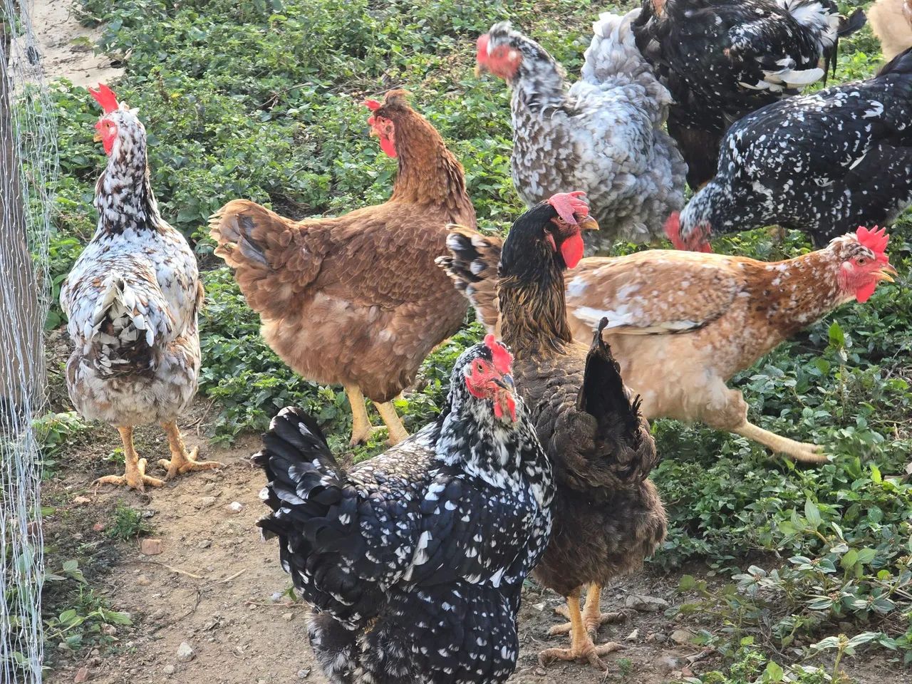 Ovos e pintinhos GSB disponivel  - Foto 2