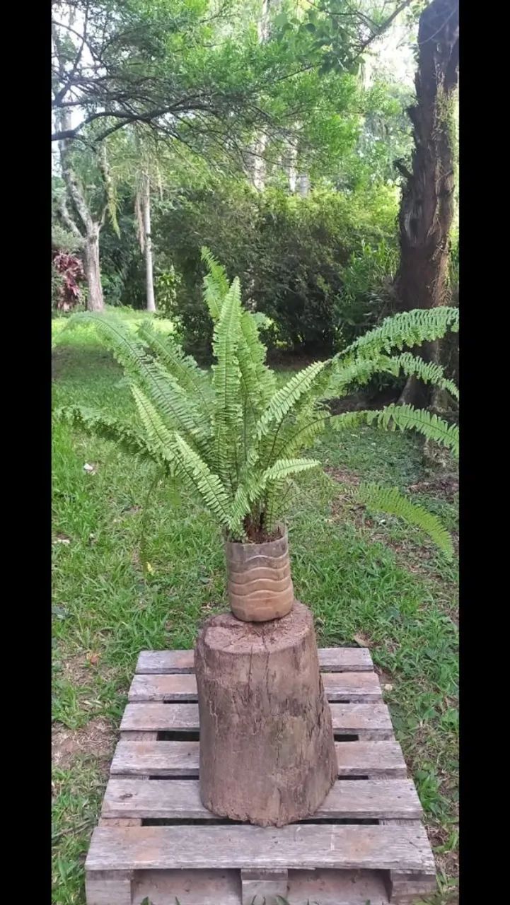 Planta Samambaia com 70cm de folha