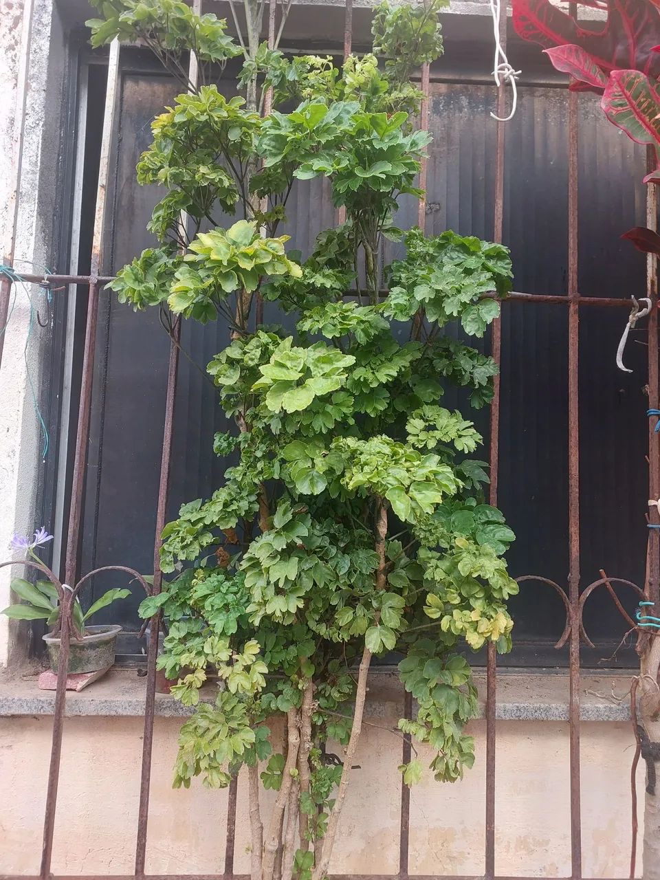 Mudas de Plantas variadas - Foto 4