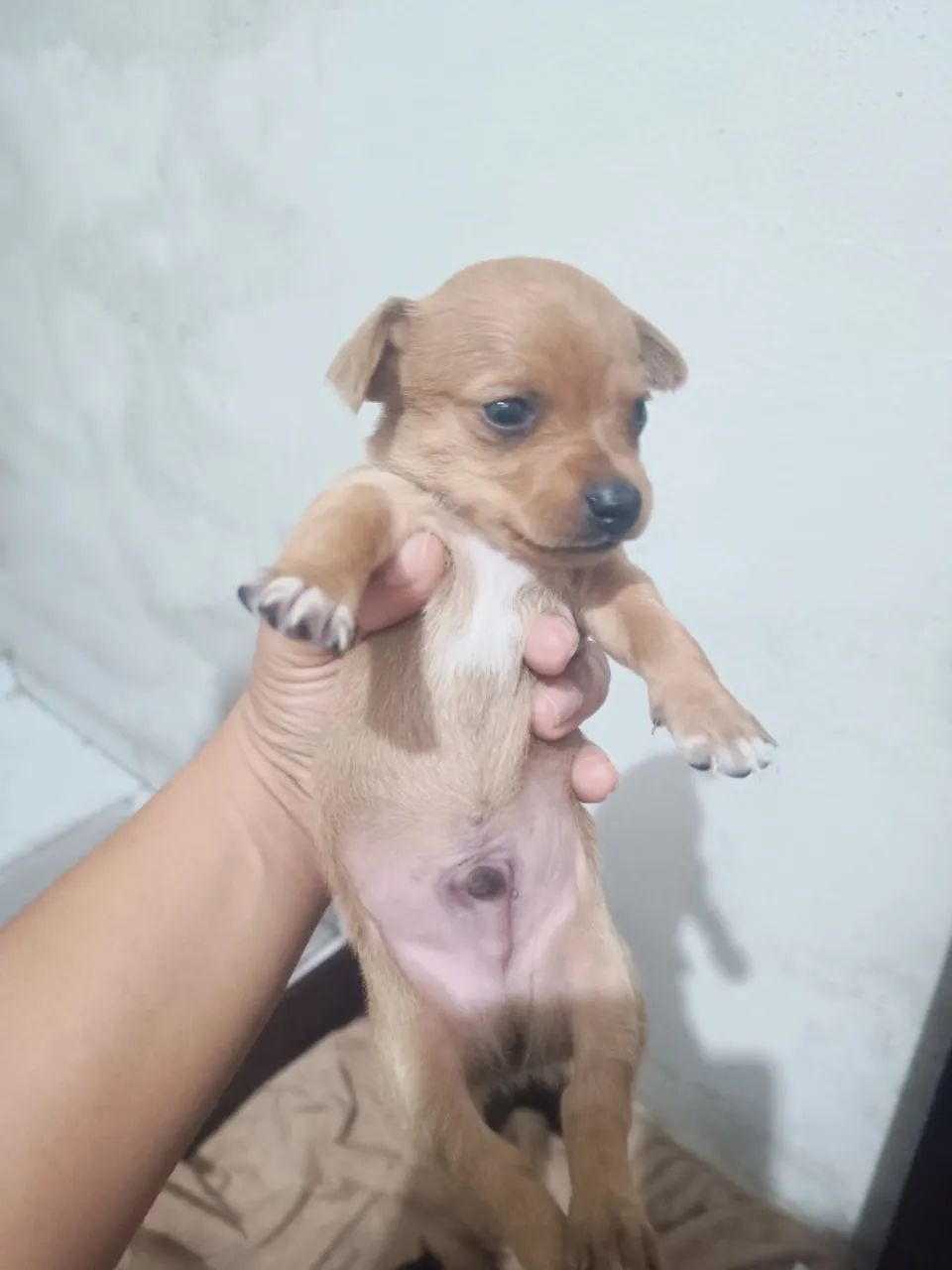 Cachorro pincher 1  - Foto 3