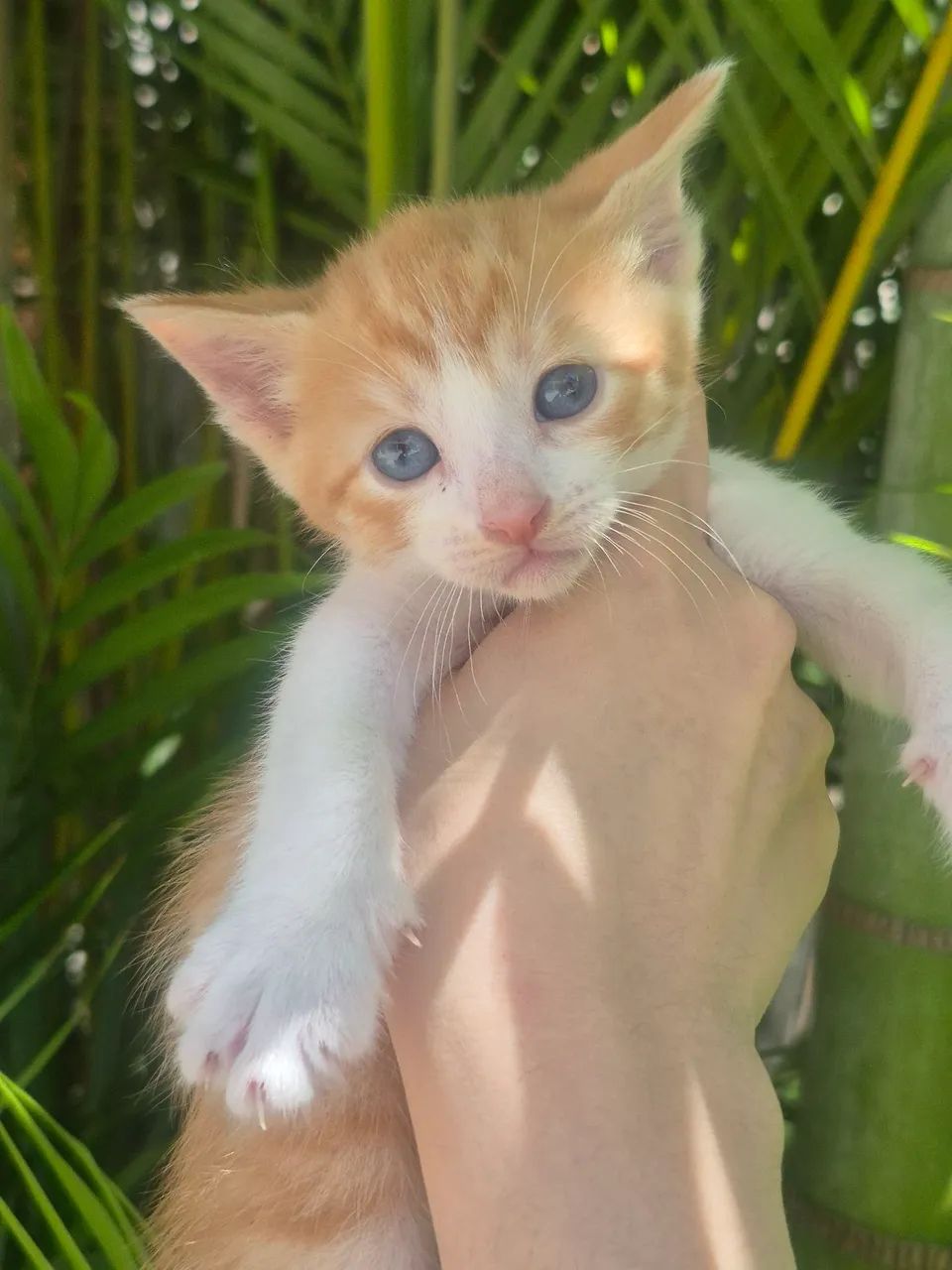 Doação - Gato  - Foto 2