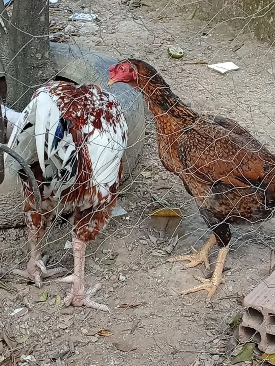 .galos e frango  - Foto 2