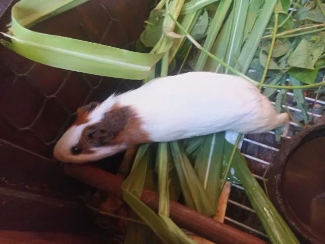 Porquinho da Índia - Foto 3