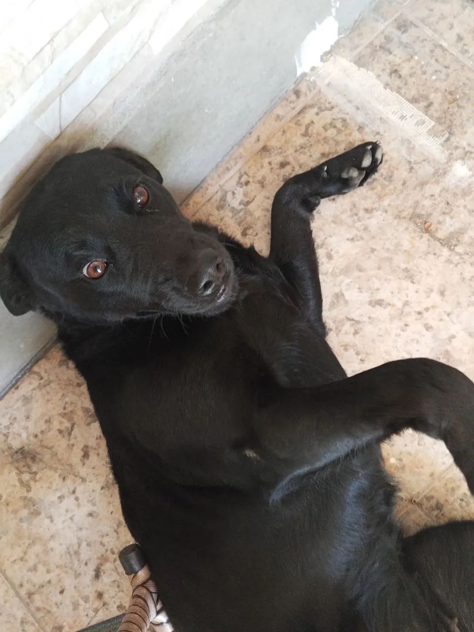 Doação de cadela  