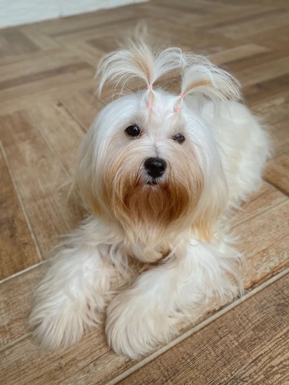 Lhasa apso machinho  - Foto 3
