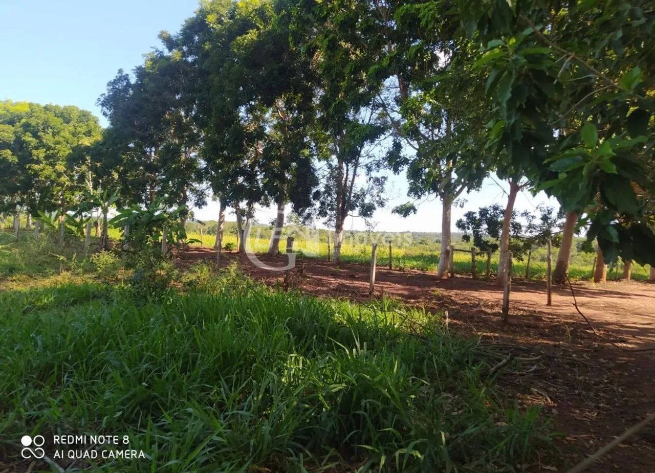Excelente Chácara, 15.5 Ha, formada, - Foto 4