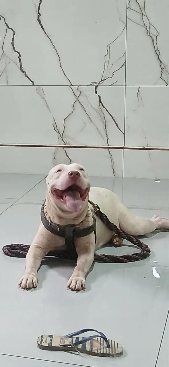 Pitt bull 