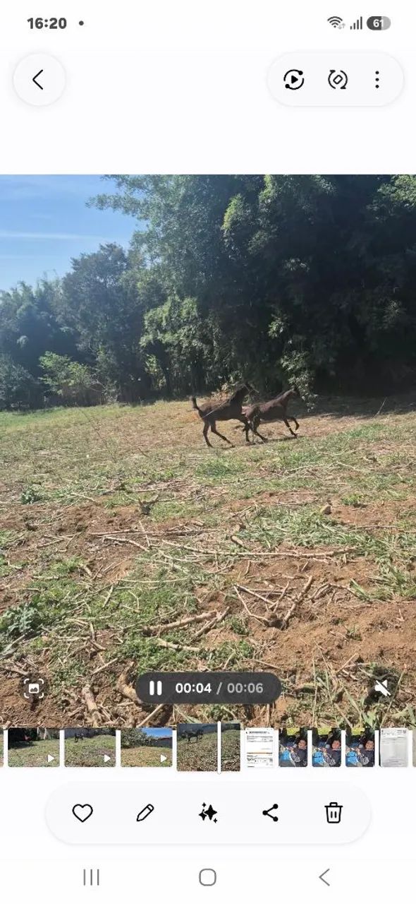 Vendo 2 potros um de 9  e um de 10 meses  - Foto 4