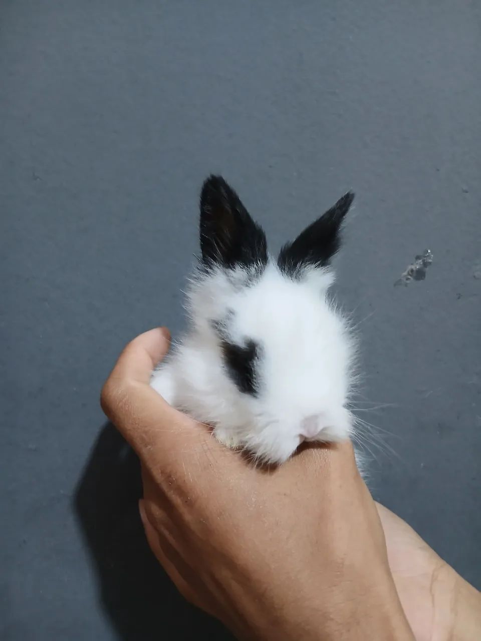 Coelho mini Lion  - Foto 5