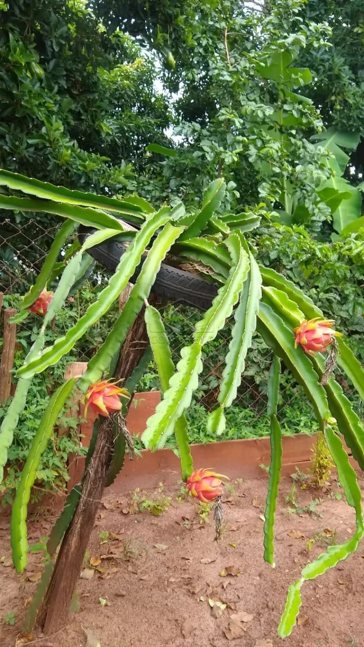 Rural ChácaraFazenda em Jaú - Foto 5