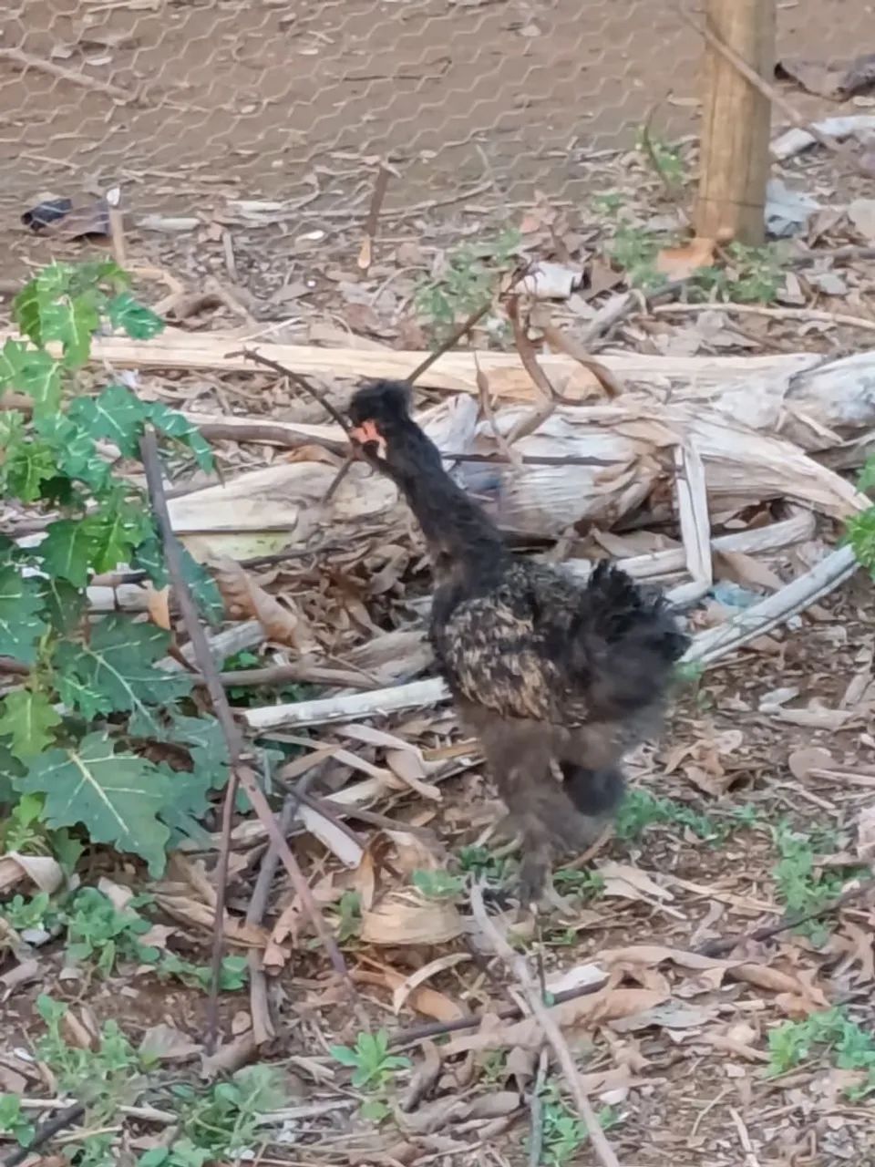 Garnisé, frango e galo - Foto 3