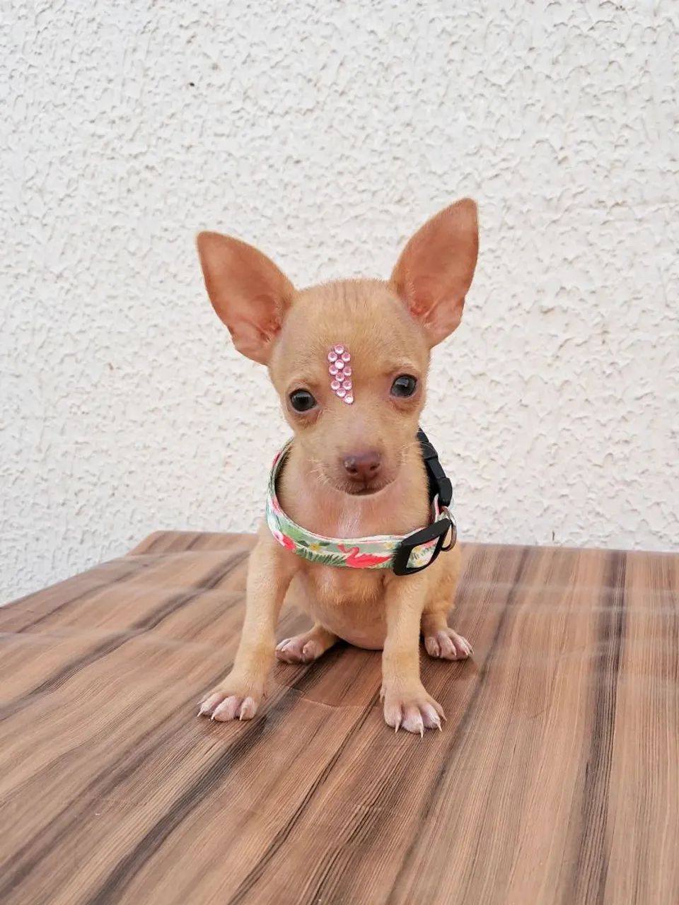 Pinscher n°0 - Foto 3