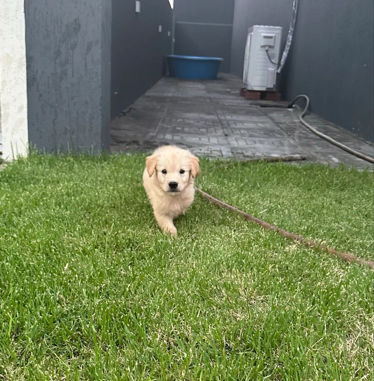 Golden Retriver 