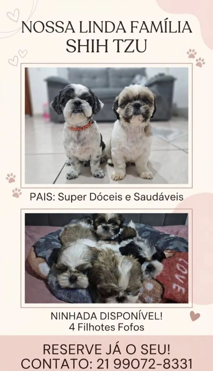 ? Filhotes de Shih Tzu Micro Disponíveis! - Foto 2
