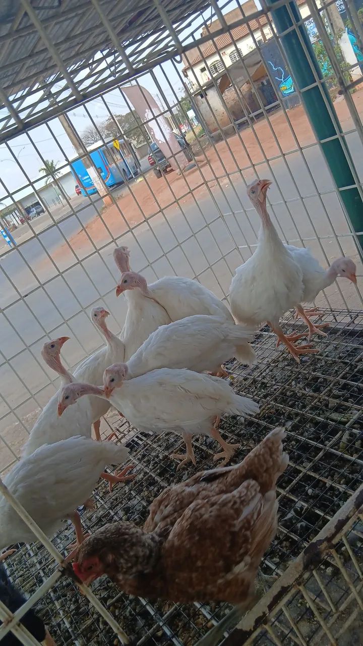 Cocar branco