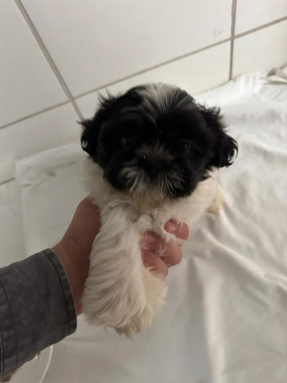 Cachorro Shitzu - Foto 3