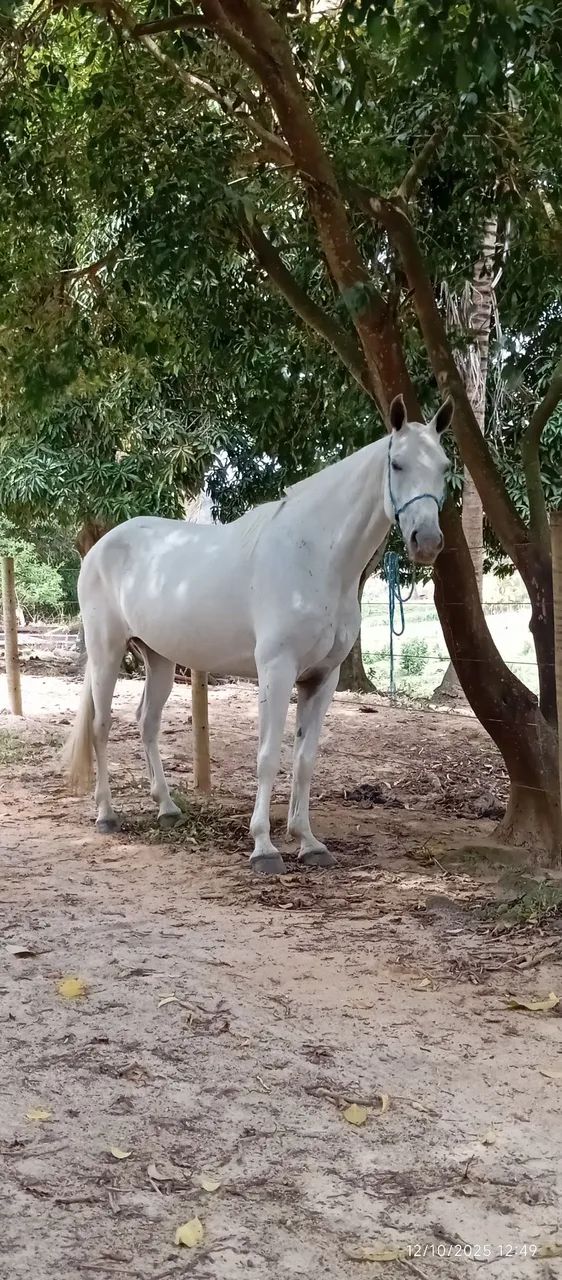 Égua  - Foto 4