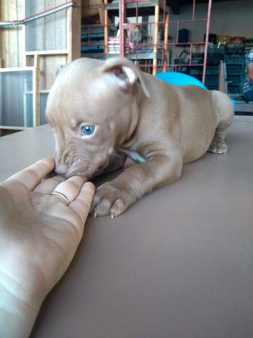 Oportunidade Filhotes de Pitbull puros - Foto 2