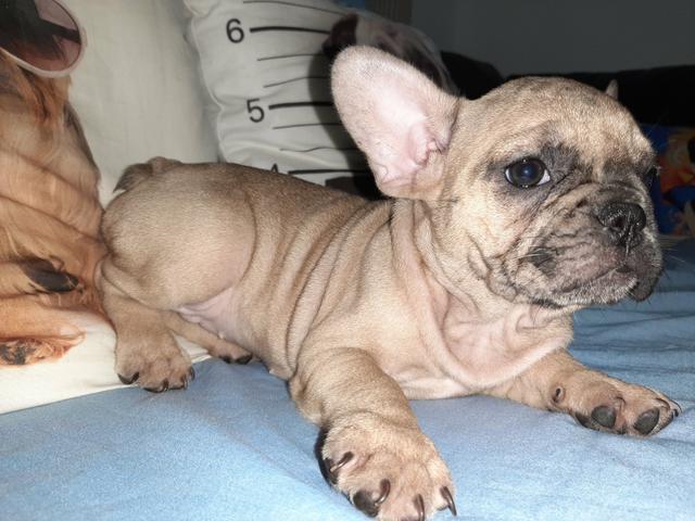 Buldogue francês - Foto 6