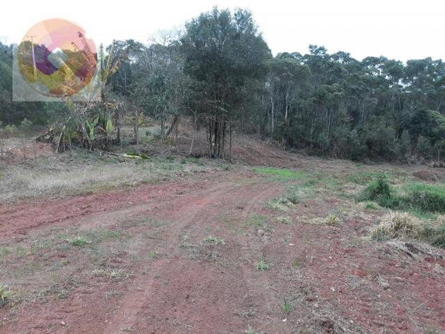 Chácara à venda, 23000 m² por R$ 180.000 - Palmerinha - Campina Grande do Sul/PR - Foto 18