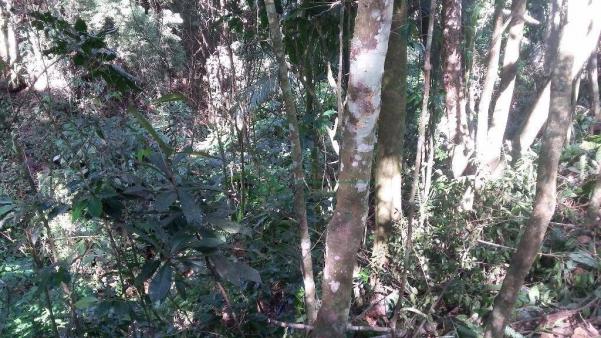 Terreno residencial à venda, Três Córregos, Teresópolis. - Foto 12