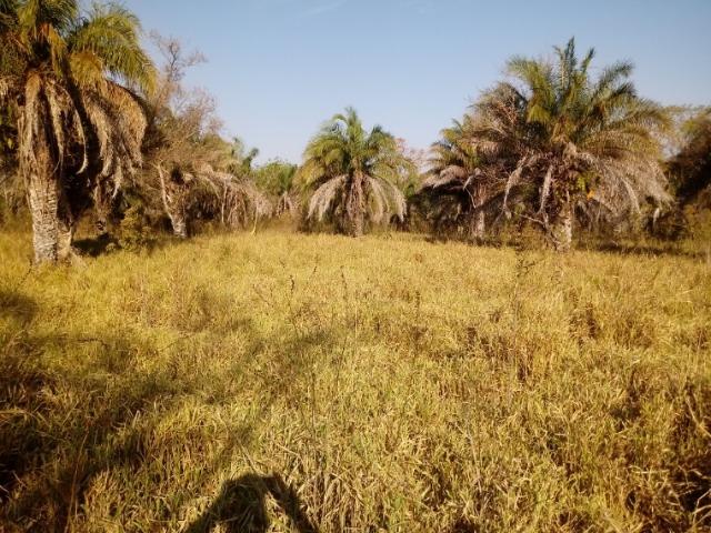 Fazenda 163 hec em Acorizal, próximo chapéu do sol - Foto 8