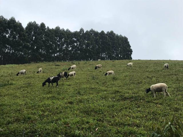 Vendo fazenda em Jiquiriçá ba