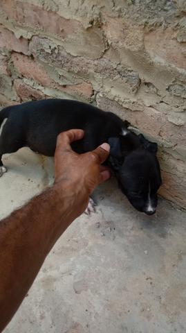 Filhote de Pitbull - Foto 2