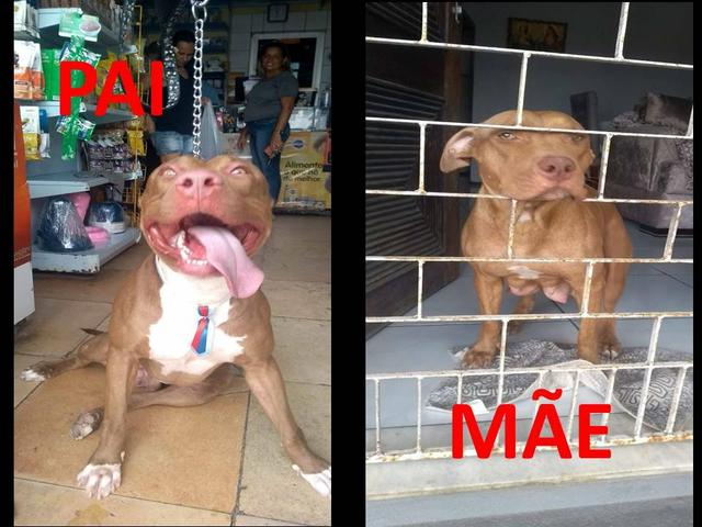 Oportunidade Filhotes de Pitbull puros - Foto 4