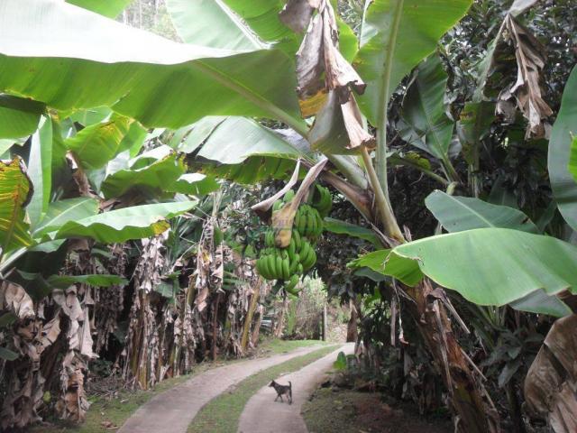 Sitio Teresópolis - Foto 18