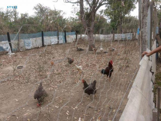 Chácara no Pai André com 1 dormitório à venda, 5100 m² por R$ 200.000 - Pai André - Várzea - Foto 3