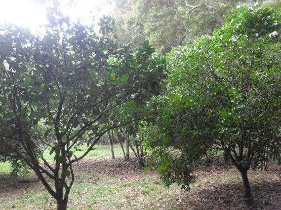 Sitio Teresópolis - Foto 10