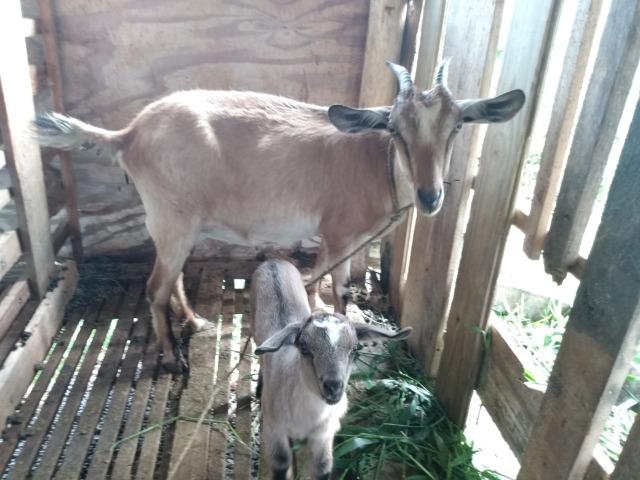 Cabras - Foto 3