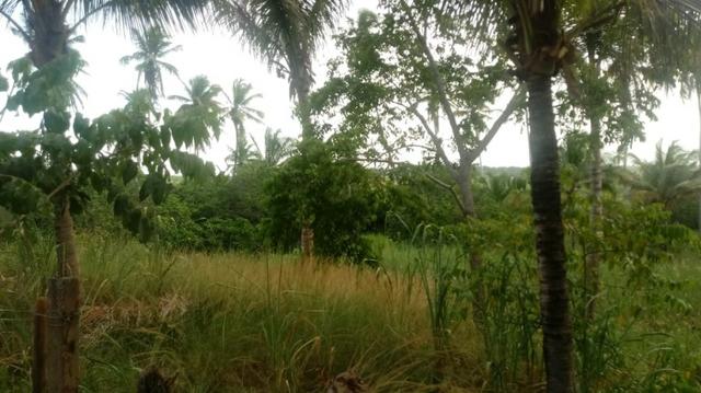Ótima propriedade de 2 hectares, em Chã de Alegria-PE. R$ 140 mil - Foto 3