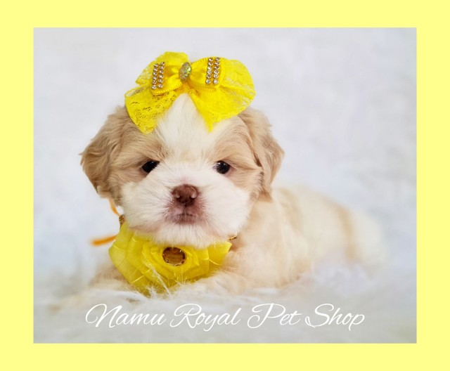 Shihtzu fêmea linda baby querida na loja Namu Royal #fotos reais#  - Foto 3