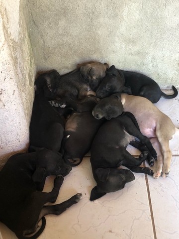 CACHORROS PARA ADOÇÃO 