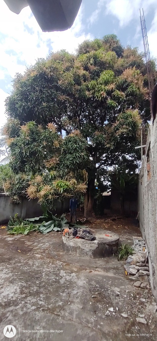 Poda de árvore ? limpeza e remoção de material - Foto 4